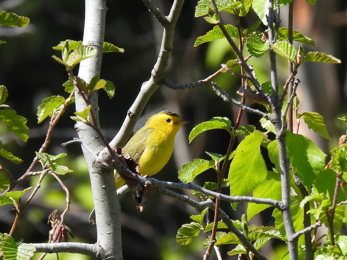Wilson's Warbler - ML643055143