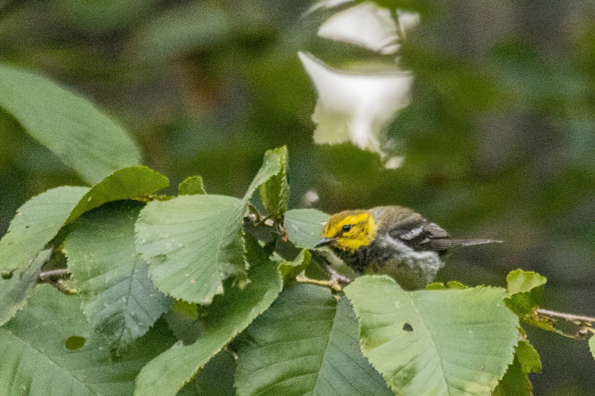 Black-throated Green Warbler - ML643055147