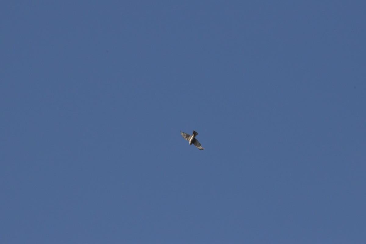 Chinese Sparrowhawk - ML643055152