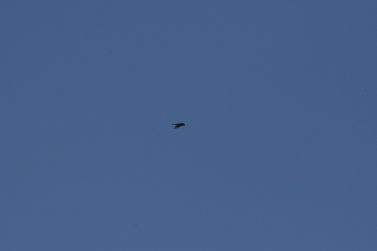 Chinese Sparrowhawk - ML643055153