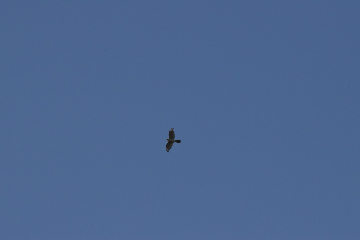 Chinese Sparrowhawk - ML643055154