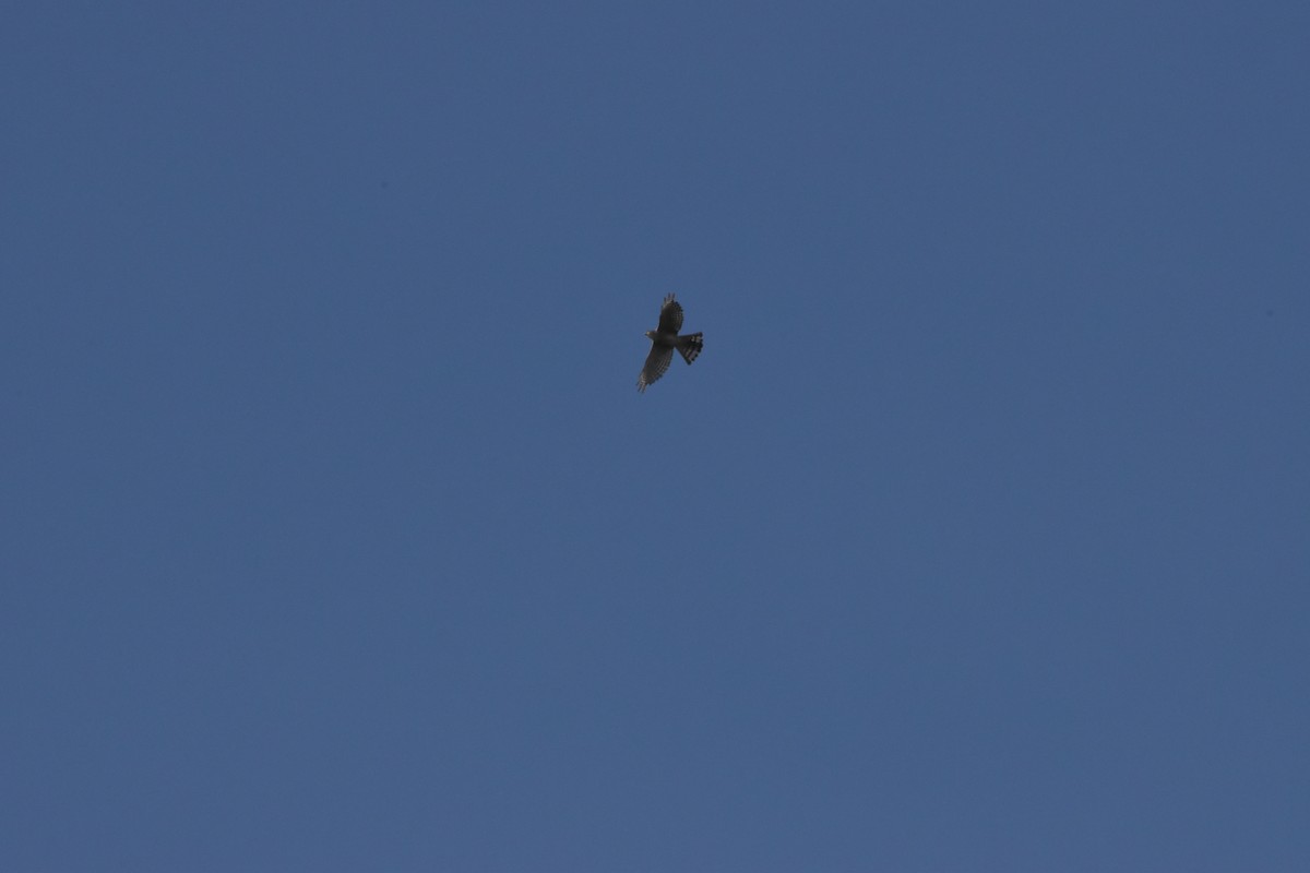Chinese Sparrowhawk - ML643055155
