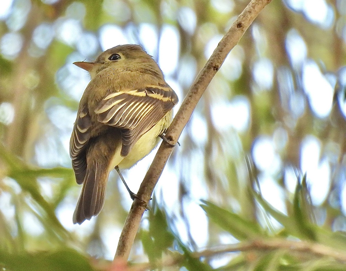 Western Flycatcher (Pacific-slope) - ML643055197