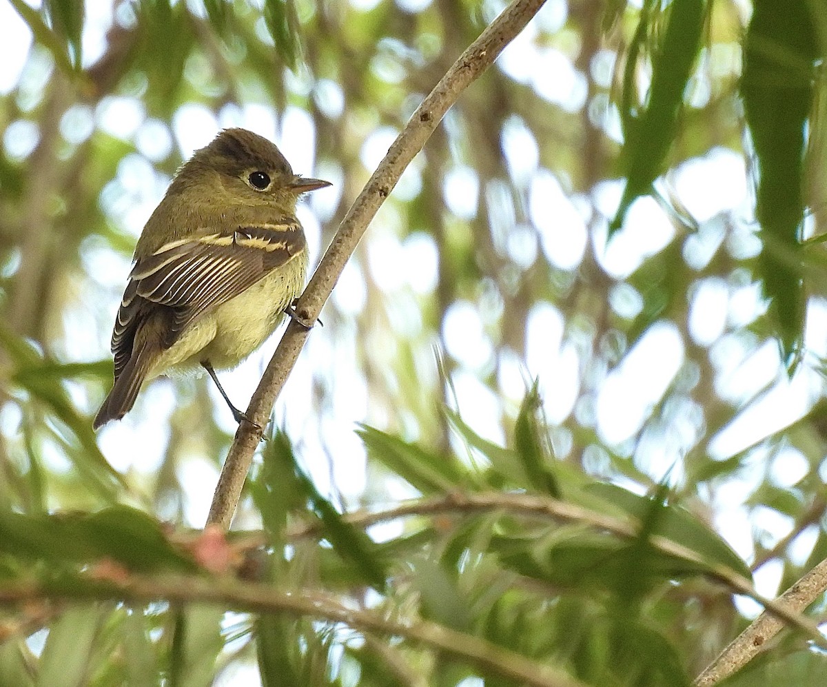 Western Flycatcher (Pacific-slope) - ML643055198