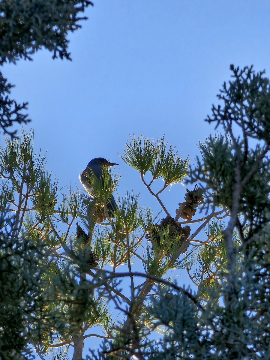 Woodhousehäher - ML643055231