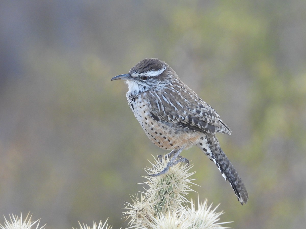 Cactus Wren - ML643055264