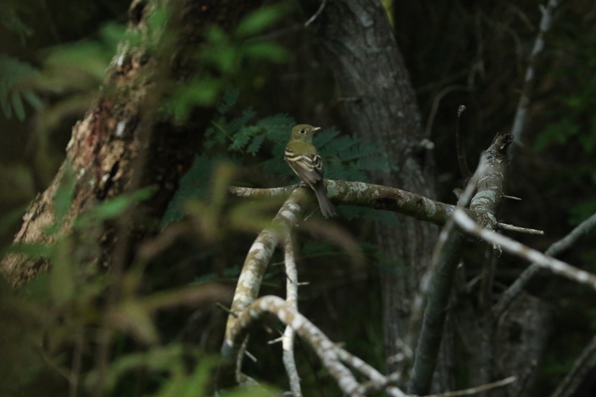 Yellow-bellied Flycatcher - ML643055266