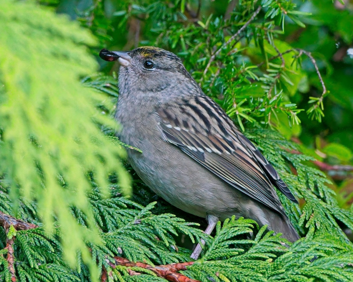 Bruant à couronne dorée - ML643055287