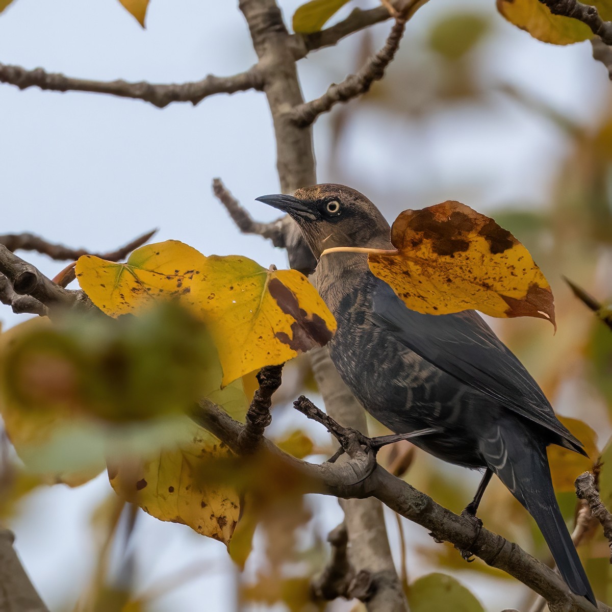 Rusty Blackbird - ML643055290