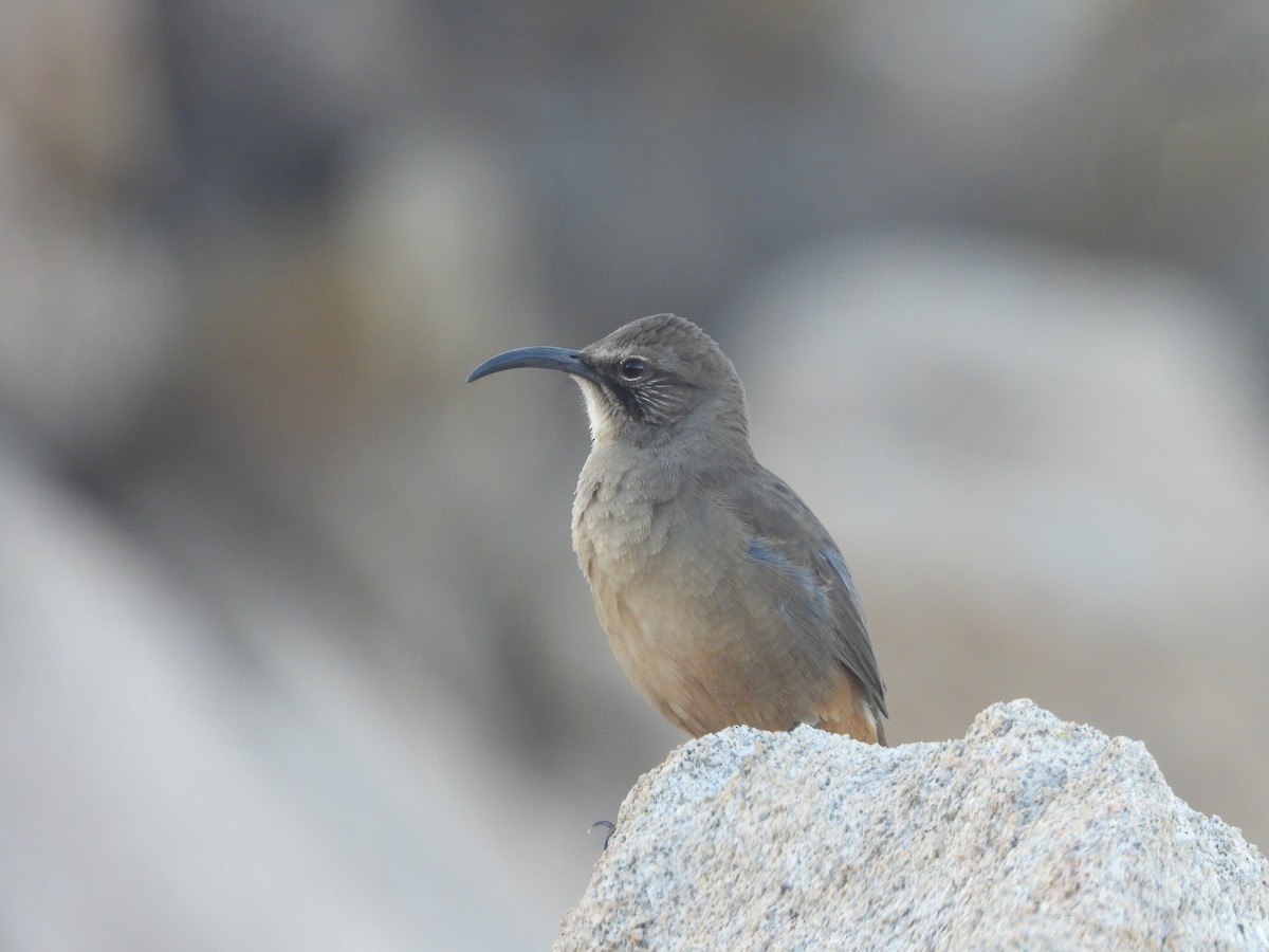 California Thrasher - ML643055299