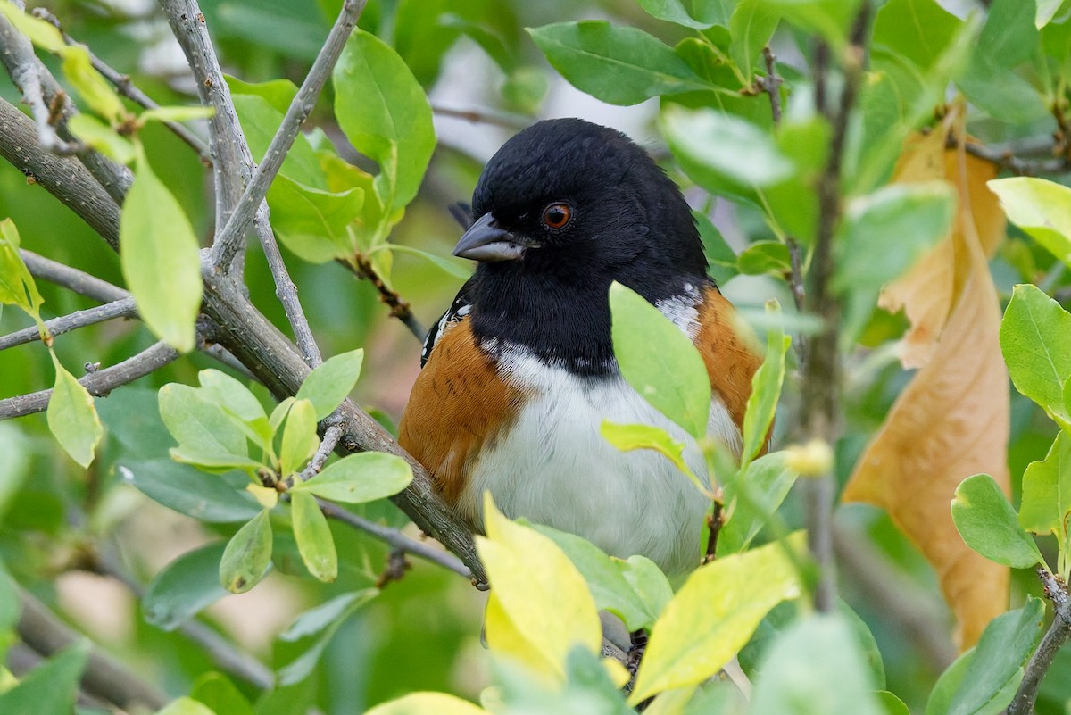 Fleckengrundammer - ML643055309