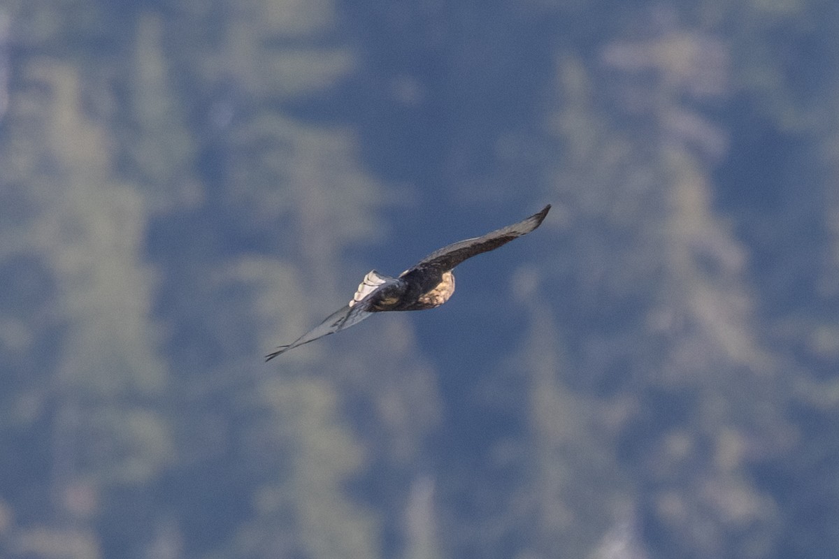 Broad-winged Hawk - ML643055318