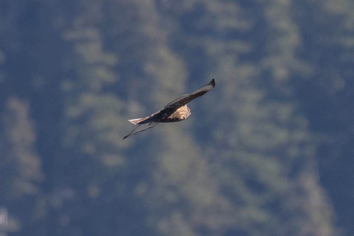 Broad-winged Hawk - ML643055321