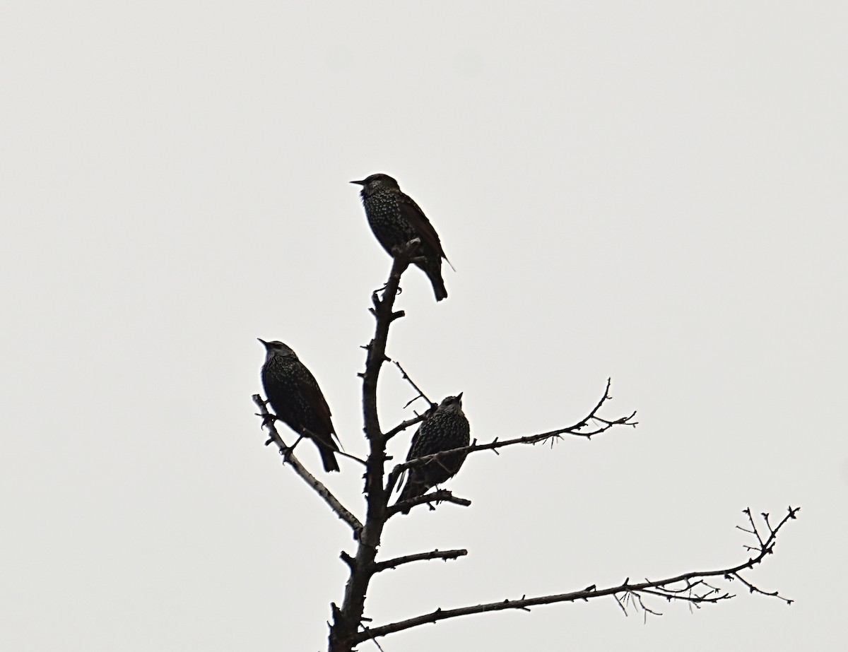 European Starling - ML643055325