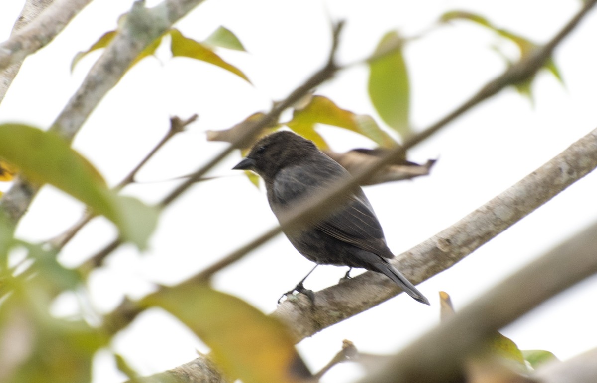 Shiny Cowbird - ML643055356