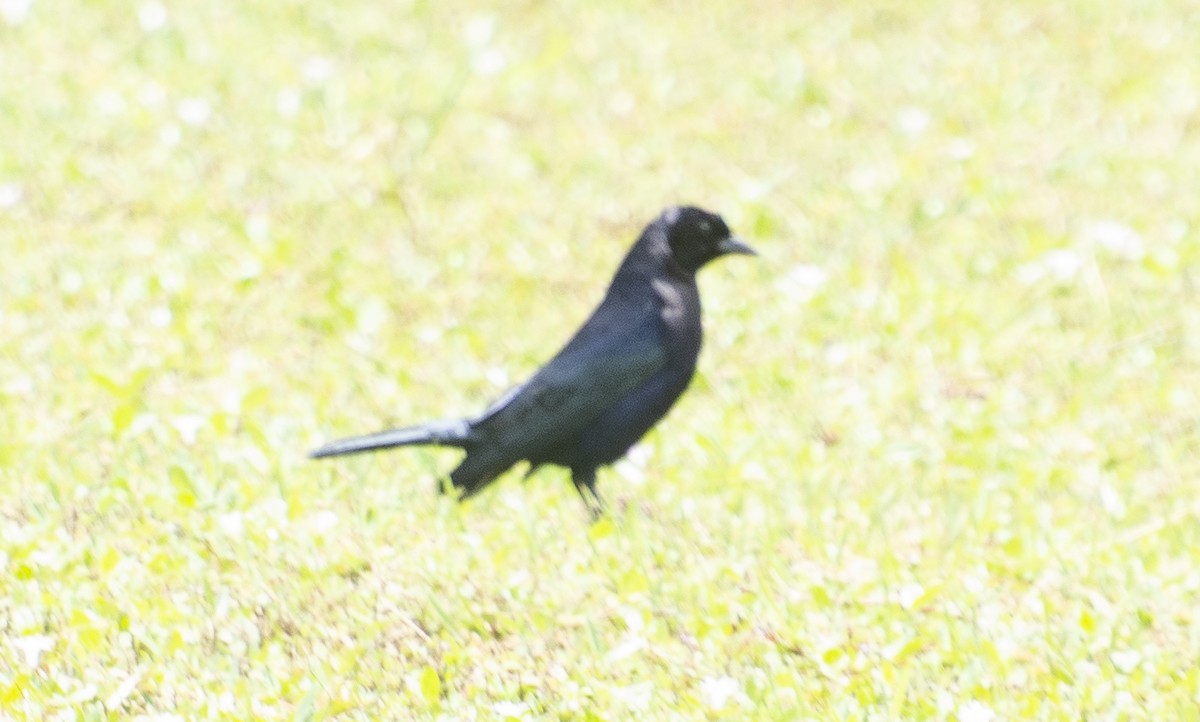 Shiny Cowbird - ML643055357
