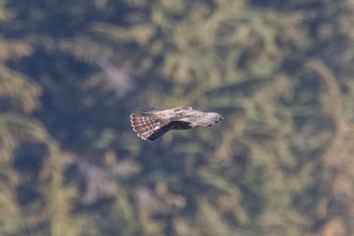 Broad-winged Hawk - ML643055360