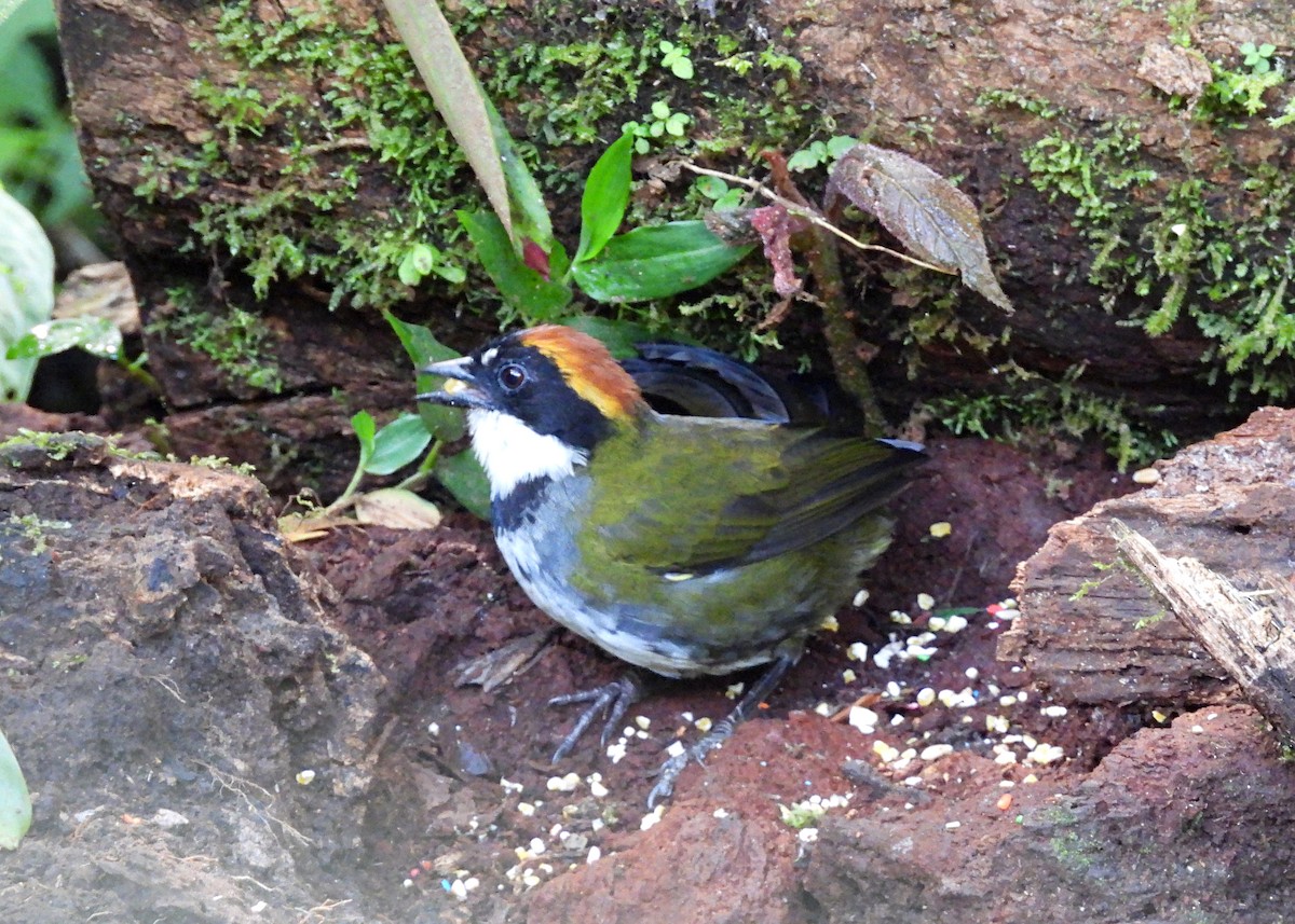 クリボウシヤブシトド - ML643055370