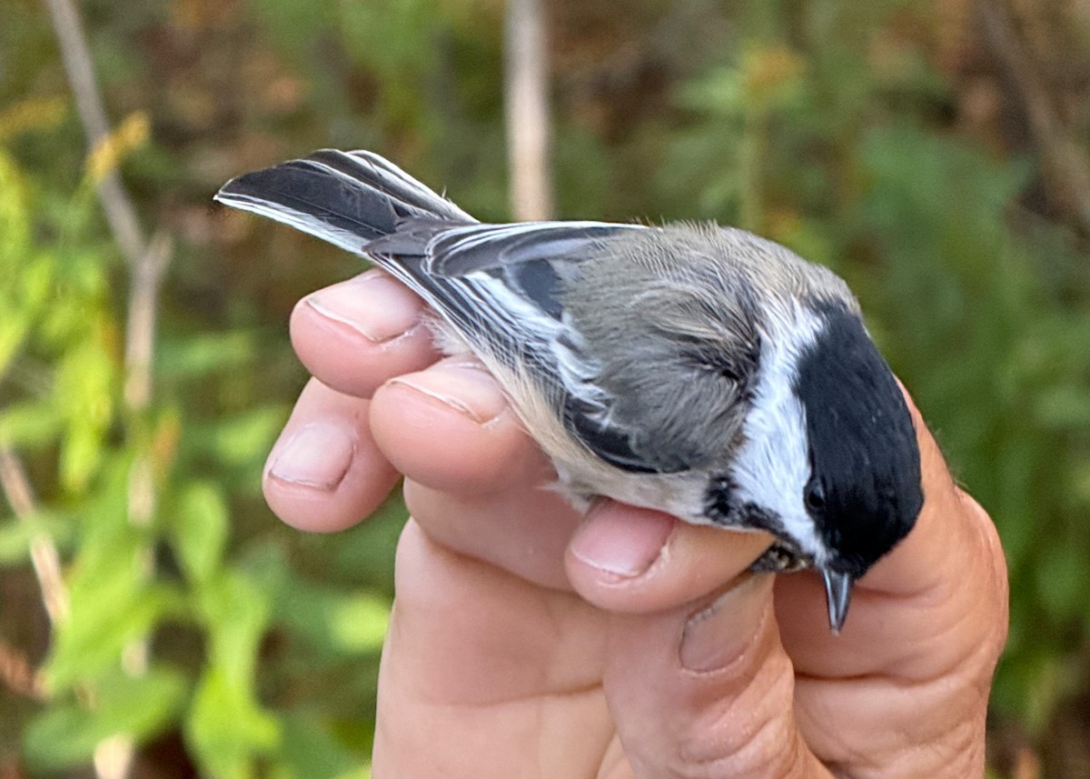 Black-capped Chickadee - ML643055387