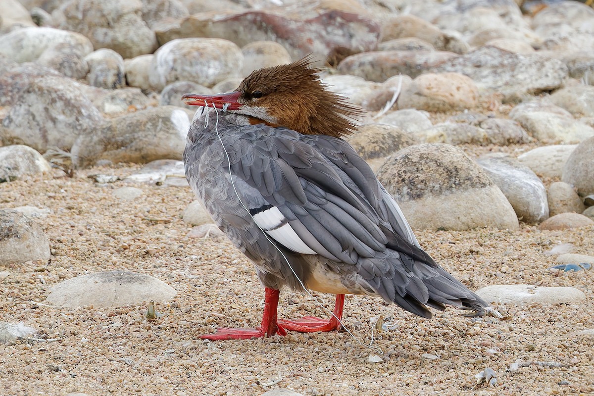 Common Merganser - ML643055390