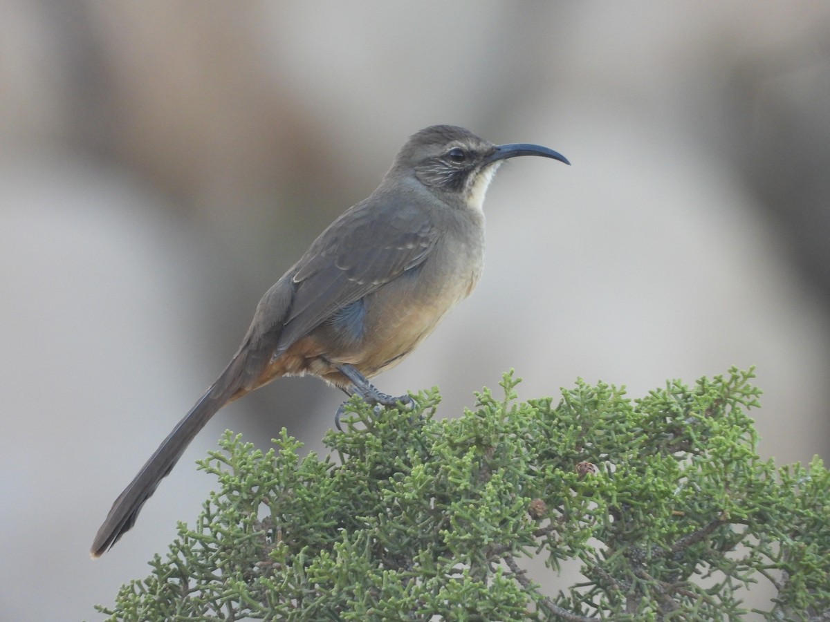 California Thrasher - ML643055393