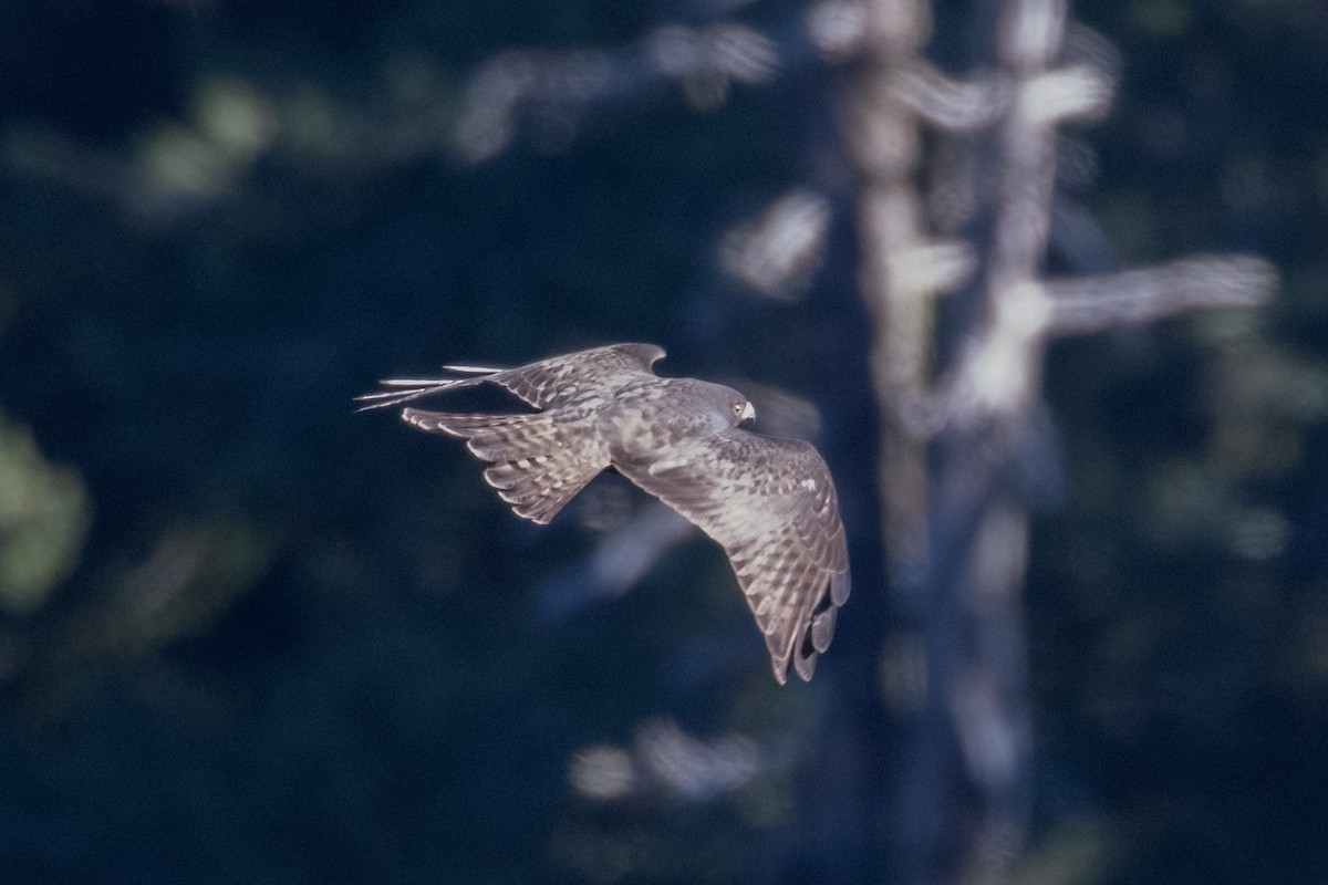 Broad-winged Hawk - ML643055396