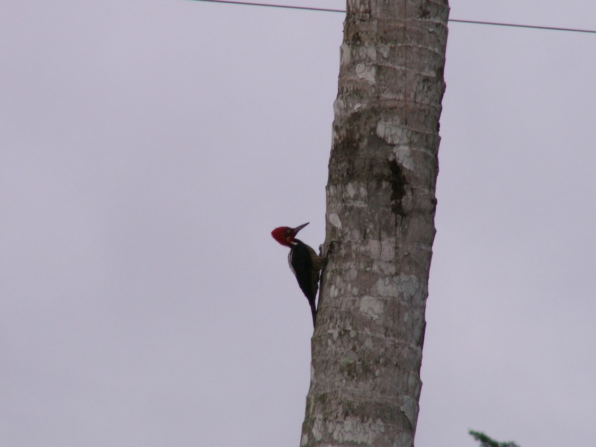 Guayaquil Woodpecker - ML643055405