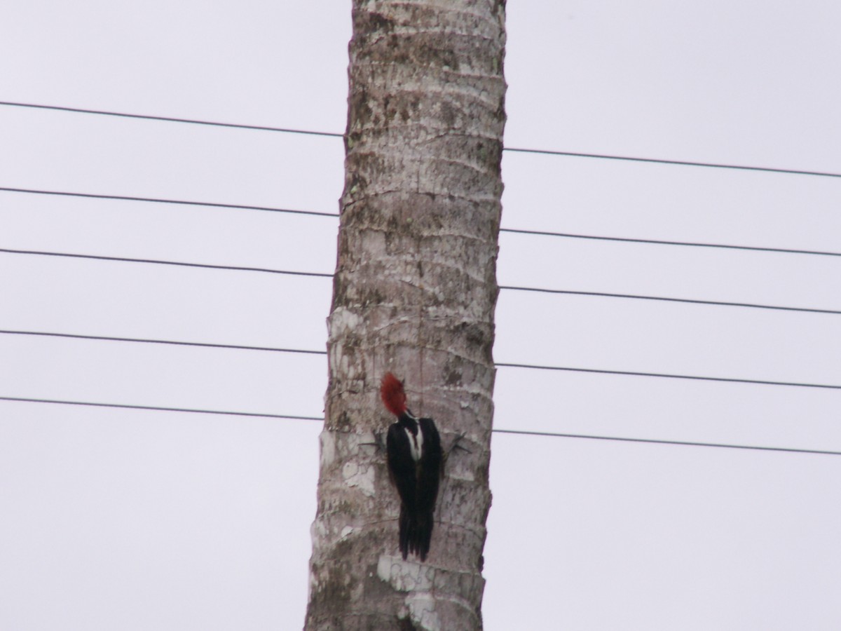 Guayaquil Woodpecker - ML643055406