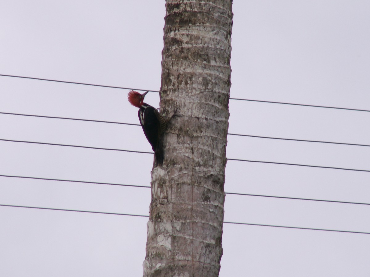 Guayaquil Woodpecker - ML643055407