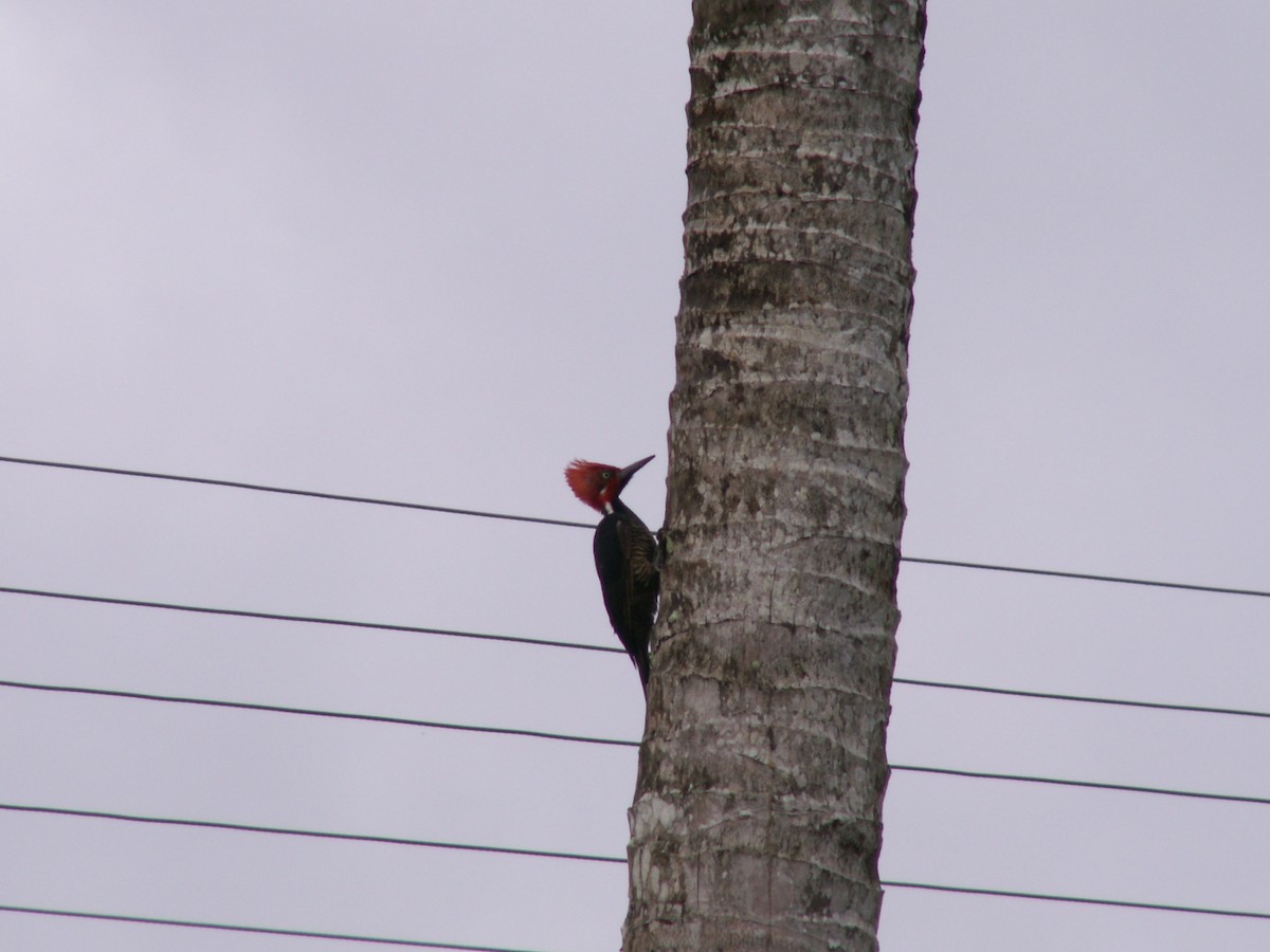 Guayaquil Woodpecker - ML643055408