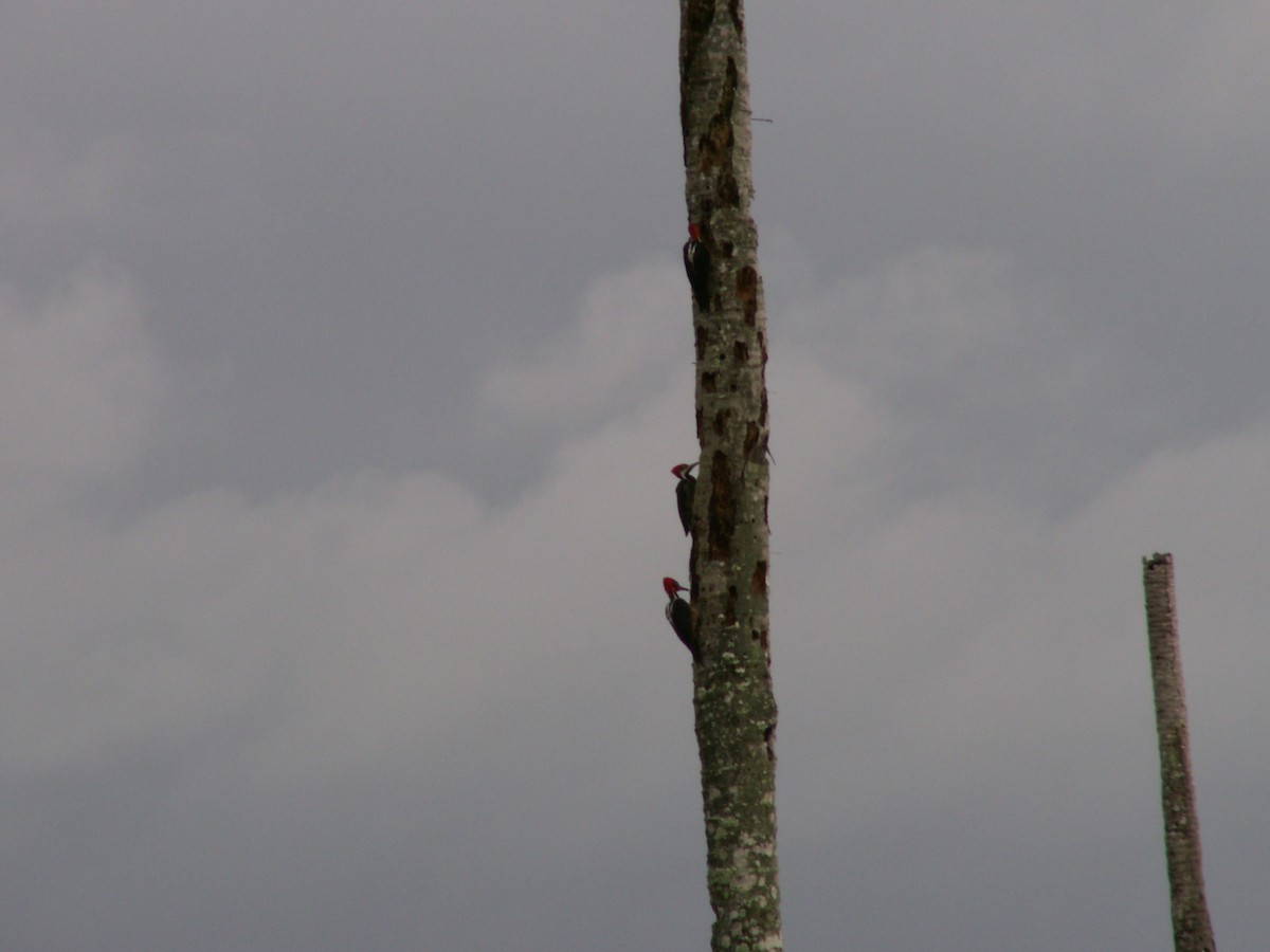 Guayaquil Woodpecker - ML643055409