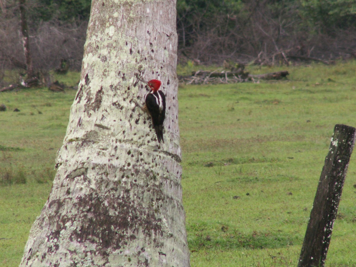 Guayaquil Woodpecker - ML643055410
