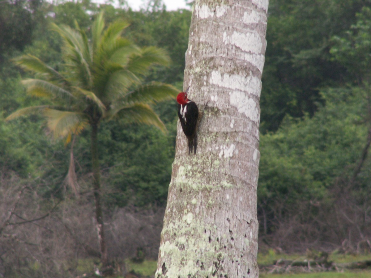 Guayaquil Woodpecker - ML643055411