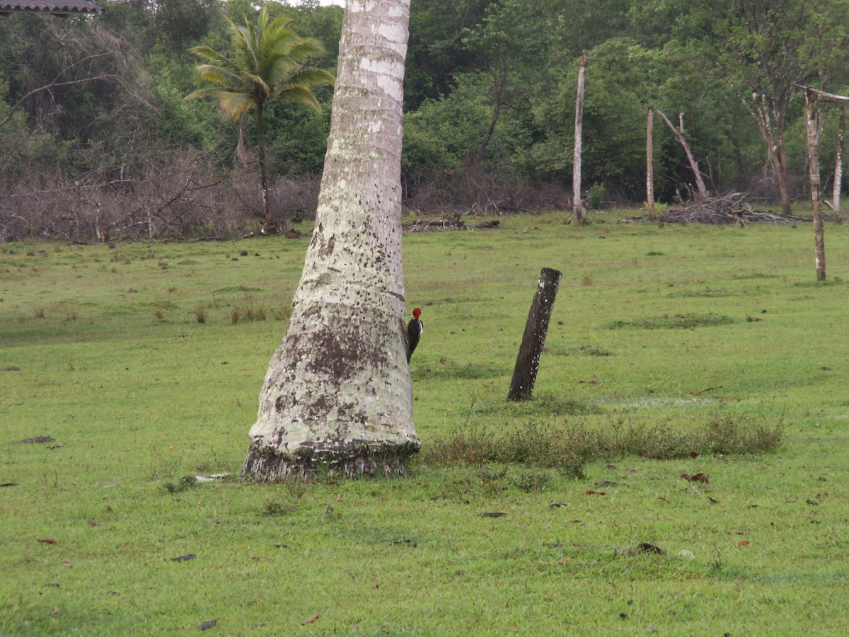 Guayaquil Woodpecker - ML643055412