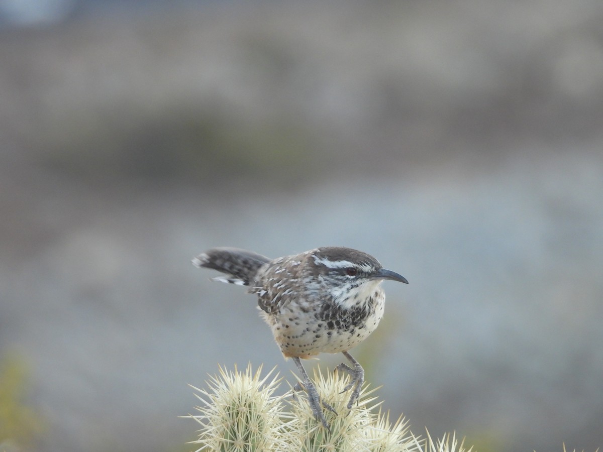 Cactus Wren - ML643055426
