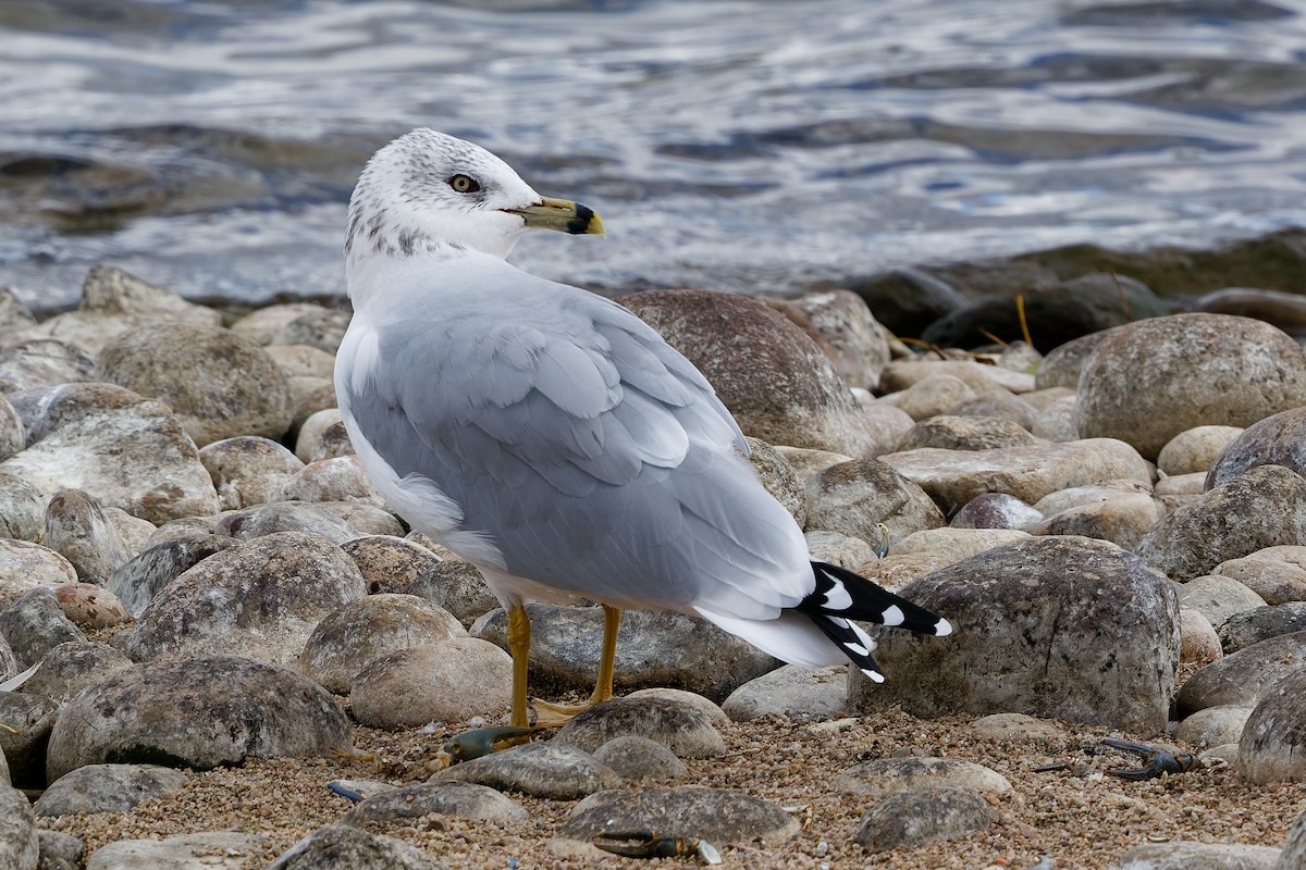 Ring-billed Gull - ML643055453