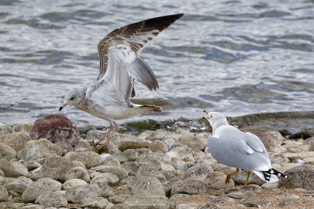 Ring-billed Gull - ML643055454