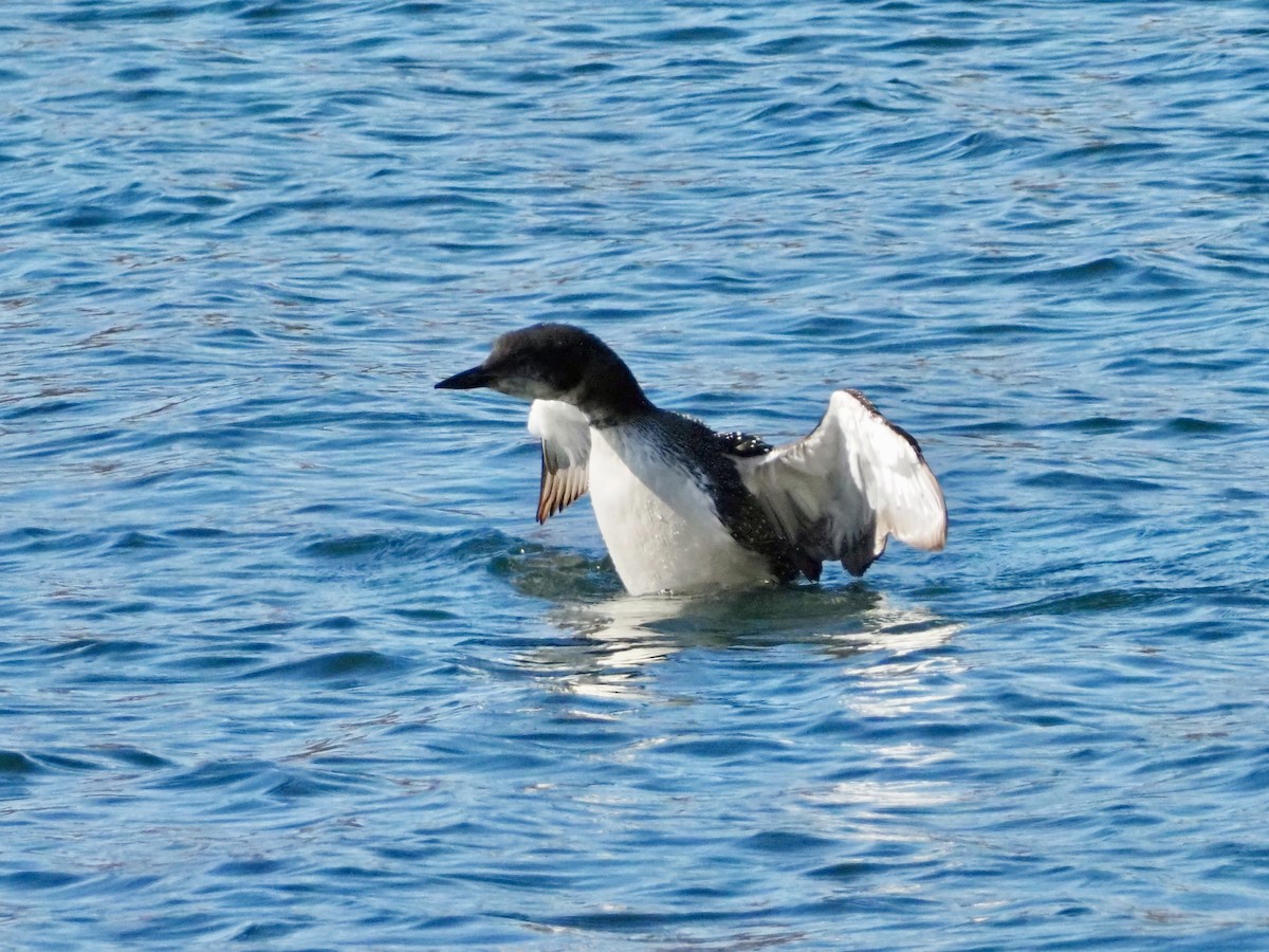 Plongeon huard - ML643055505