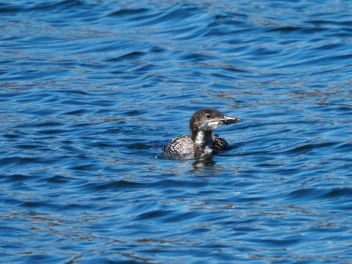 Plongeon huard - ML643055507