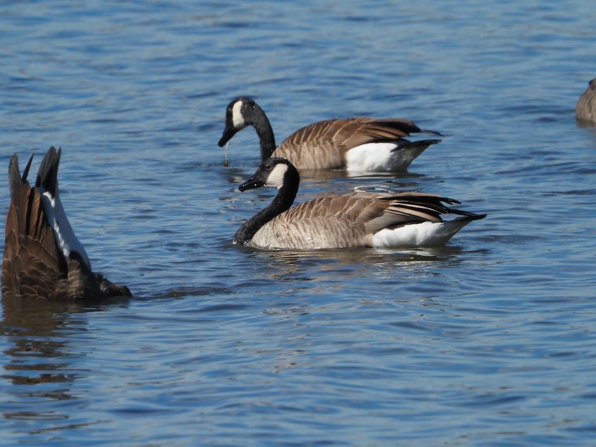 Bernache du Canada - ML643055514