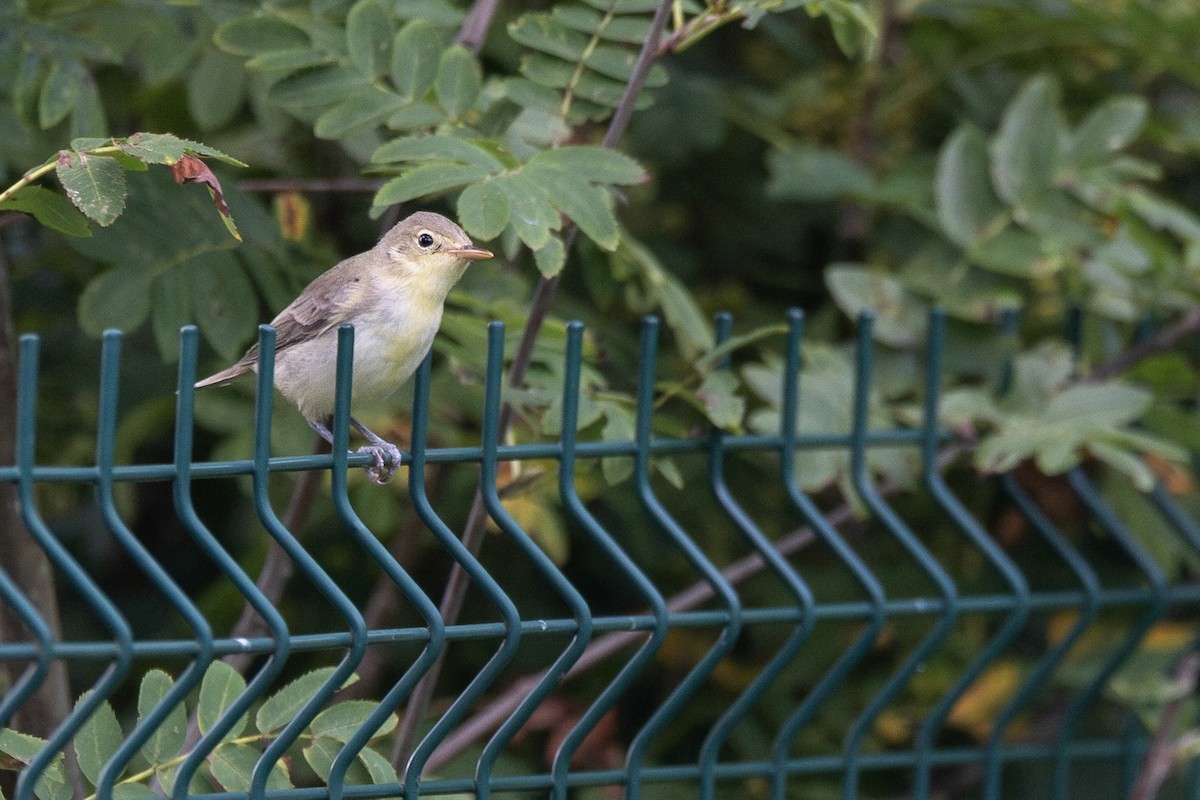 Icterine Warbler - ML643055534