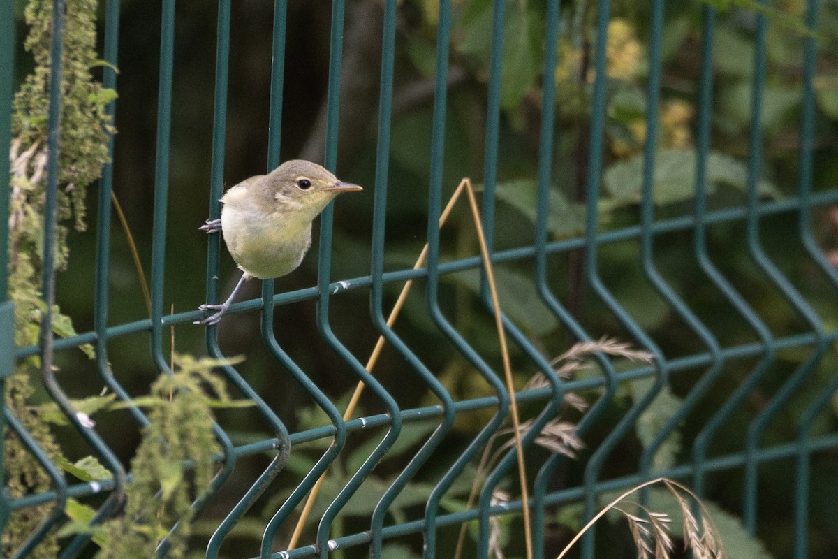 Icterine Warbler - ML643055535