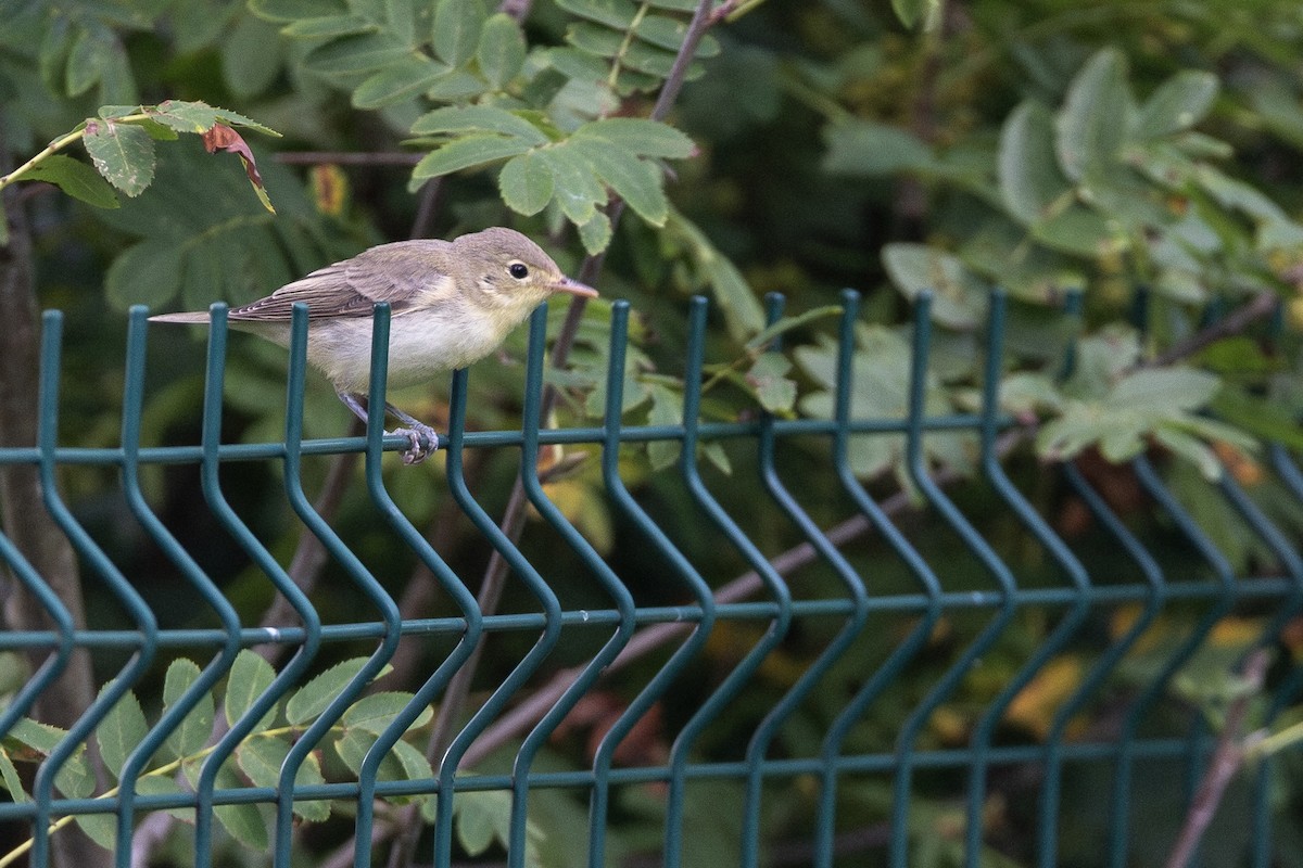 Icterine Warbler - ML643055536