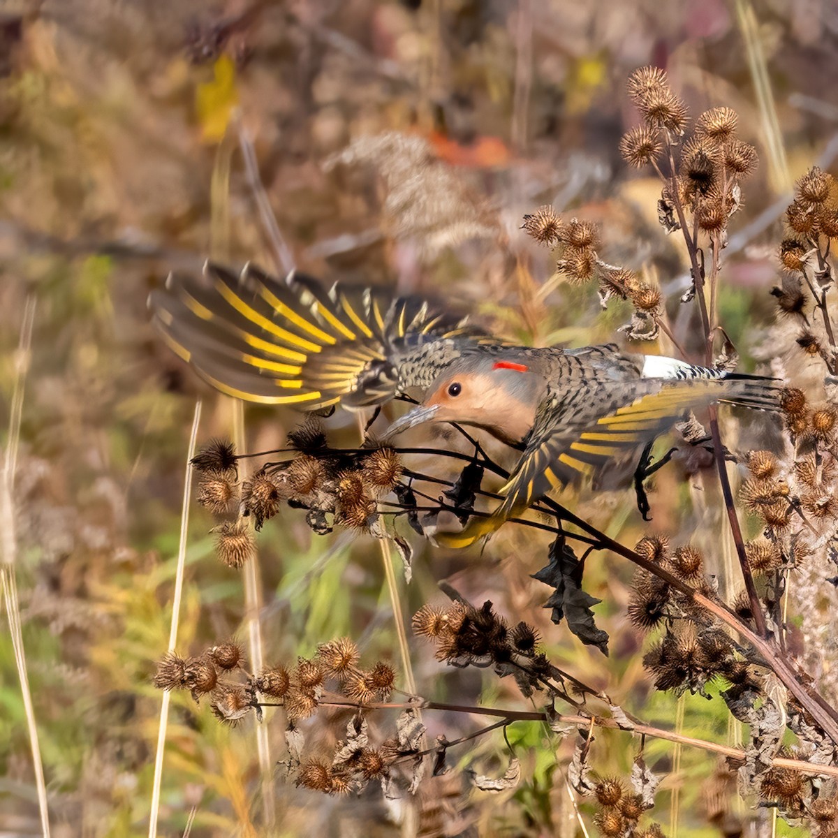 Northern Flicker - ML643055537