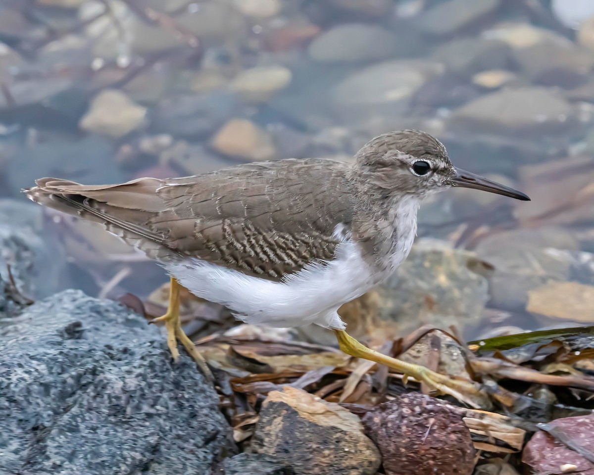 Spotted Sandpiper - ML643055553