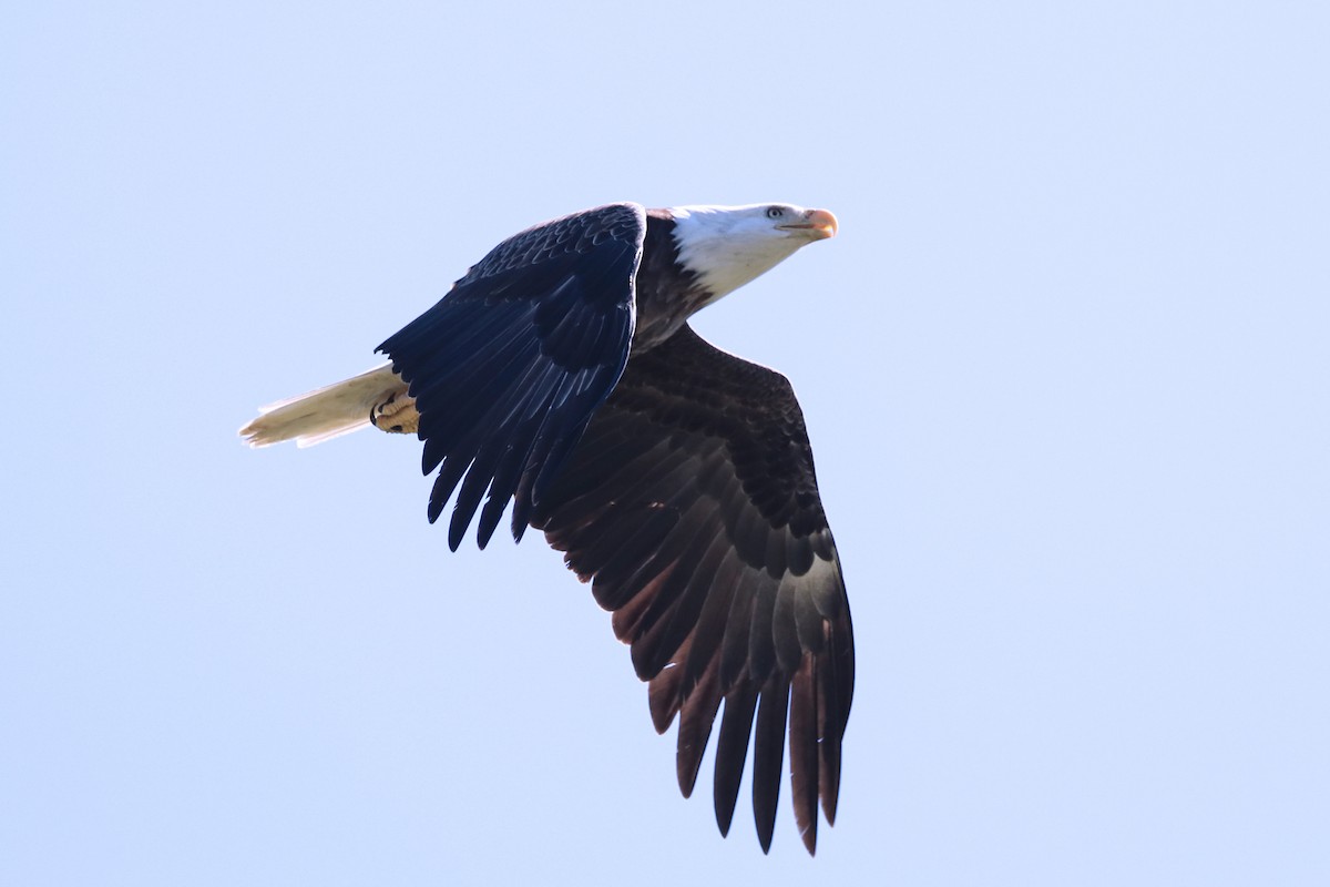 Bald Eagle - ML643055577