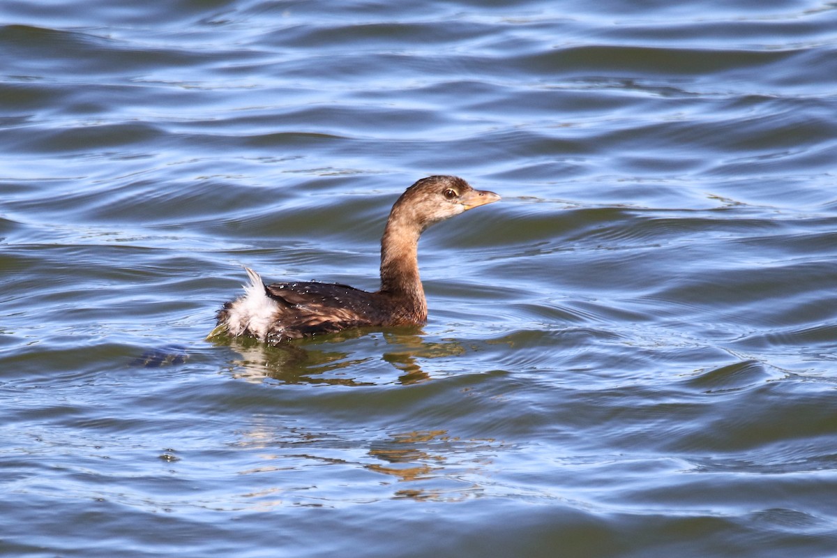 Pied-billed Grebe - ML643055595