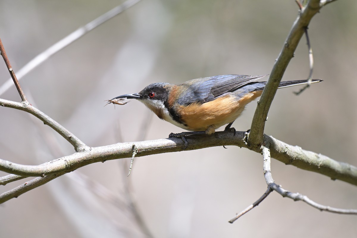 Eastern Spinebill - ML643055610