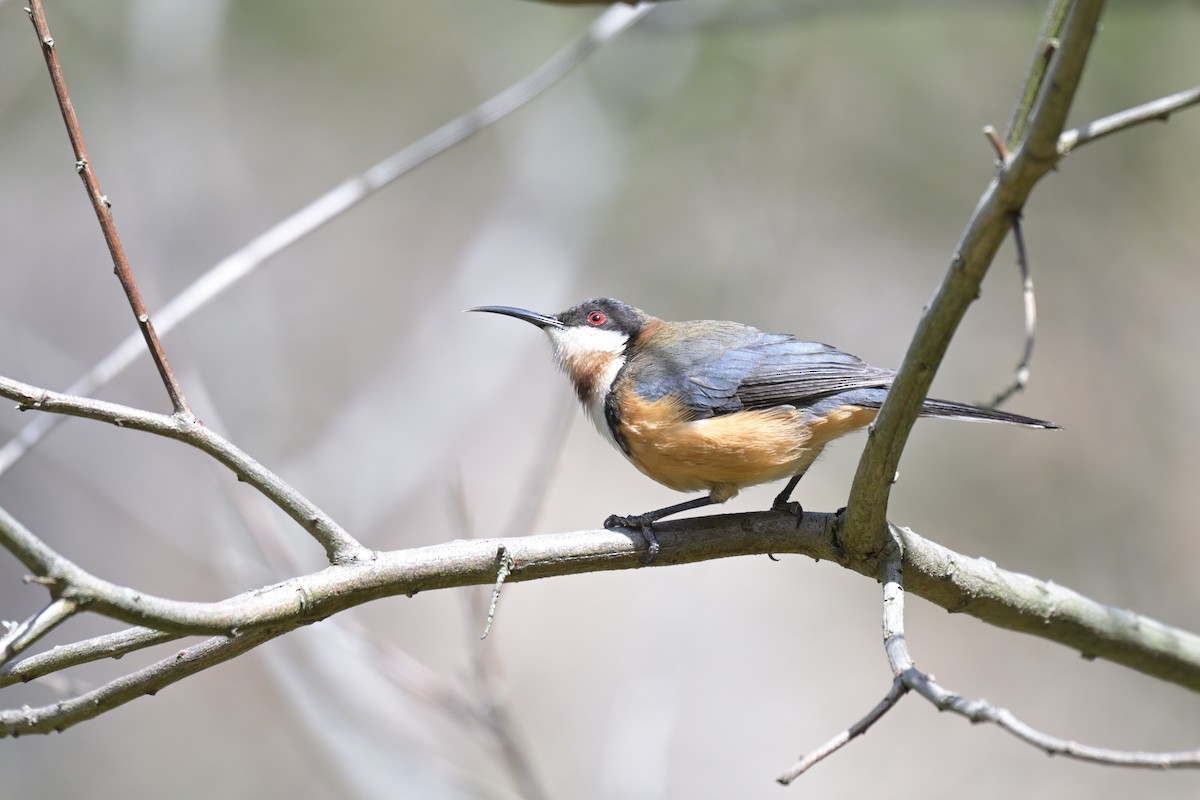 Eastern Spinebill - ML643055611