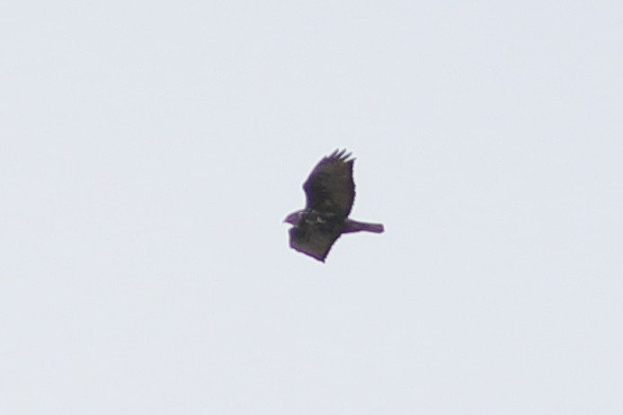 Red-tailed Hawk (Harlan's) - ML643055621